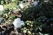 87 - Butchard Gardens  - IMG_1692